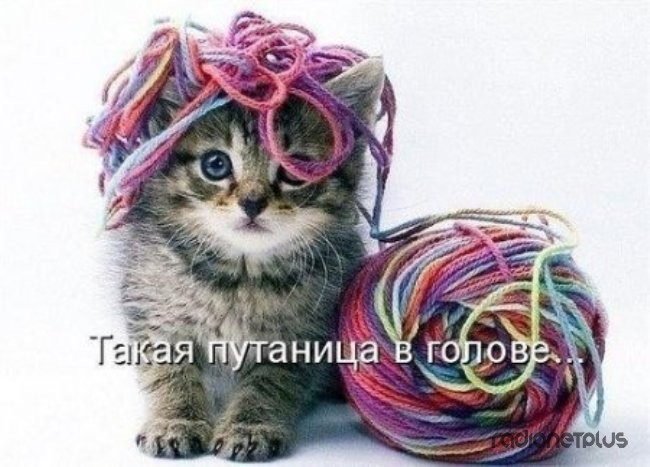 24 картинки развлекательного характера со зверьем 