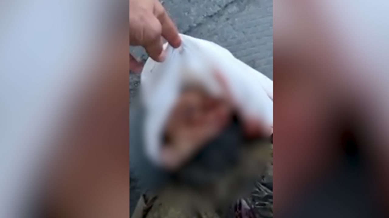 Вдохновение для садизма из методичек ЦРУ: украинские нацисты зверски пытают российских пленных украина