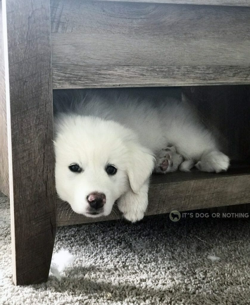 Great Pyrenees puppy on furniture