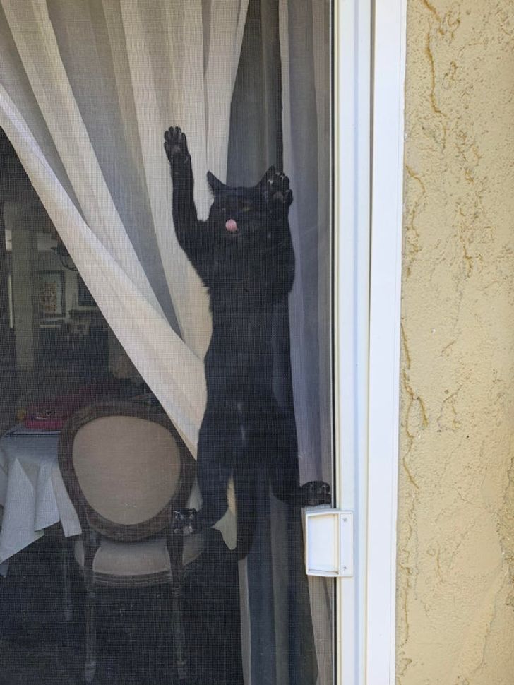 черный кот