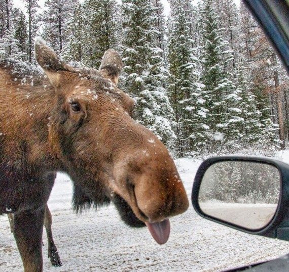 Смехоподборка