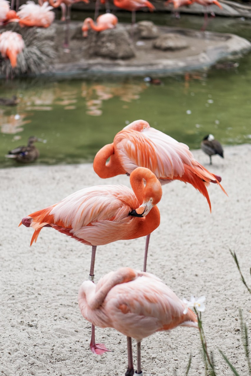 San Diego Zoo Spring 2016-3.jpg