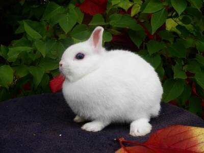 Выбираем декоративного кролика супер