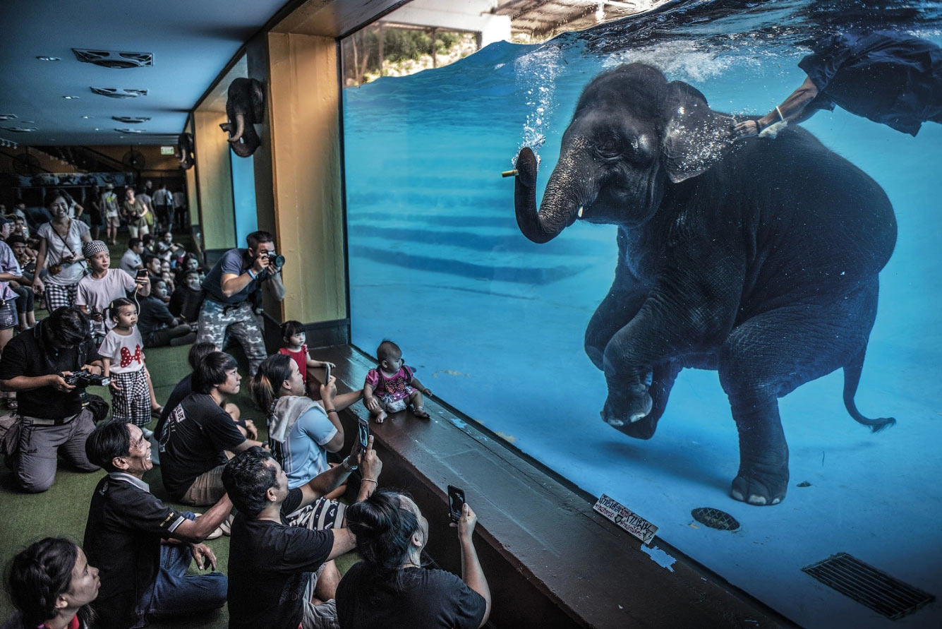 Победители Wildlife Photographer of the Year 2021 Wildlife, Photographer, видов, Подборка, Название, преимущественно, распространённых, Насчитывают, другому, относится, гаррупы, каменных, окуней, области, семейства, лучепёрых, YearГруперы, Lafuente, Javier, ландшафта