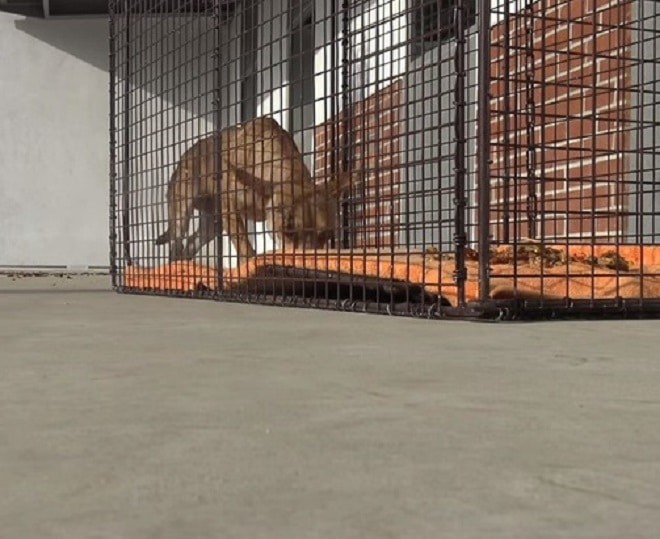 Пес и ловушка