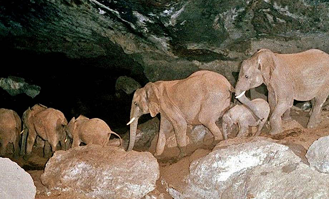 Люди заметили, что слоны ходят в пещеру по ночам и решили за ними проследить