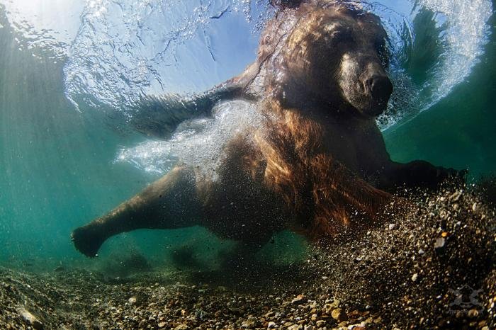 Победители конкурса подводной фотографии