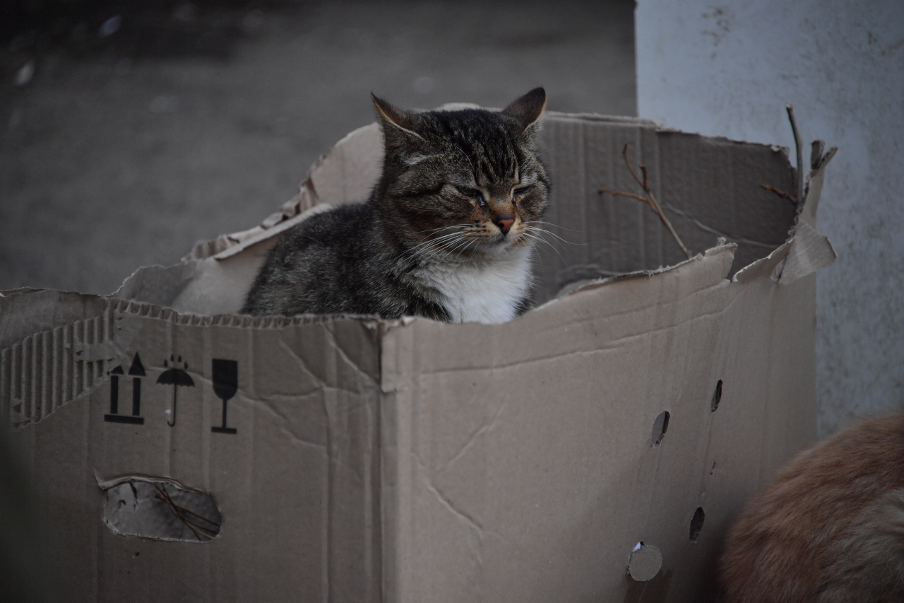 Кошка сбросила с конструкции один кубик. Склеенный короб. Выкинули кота в коробке. Выброшенная коробка с машинками. Кошкин дом Сухаревская.
