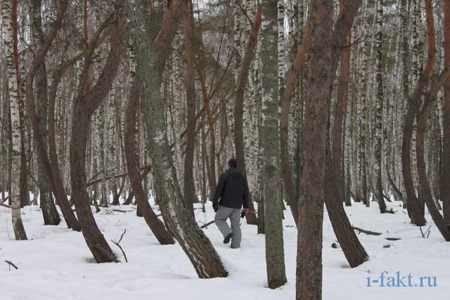 Где находится пьяный лес 2