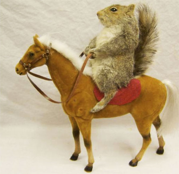 Белка с Ebay алкоголь, опьянение, покупка