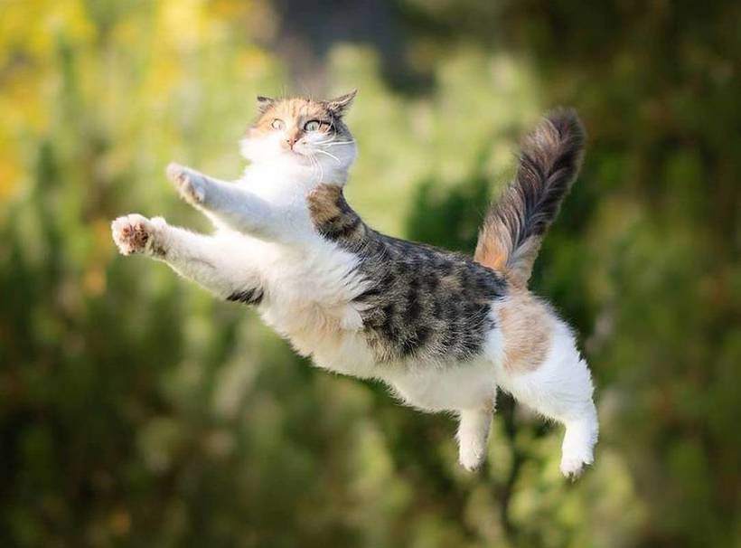 Почему кошки всегда приземляются на лапы, даже если падают вниз головой 