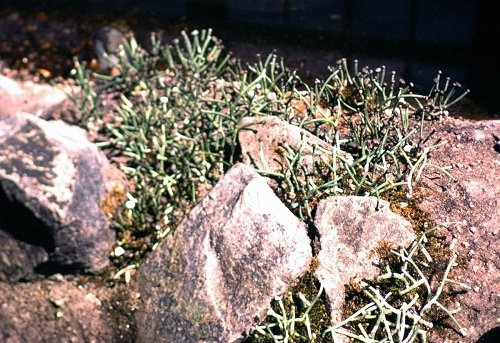 Куксония: Как первые растения заселяли Землю интересное,Куксония,природа,растения