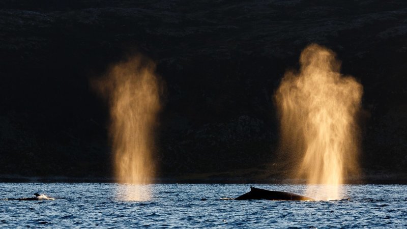 Потрясающие фотографии китов и косаток у побережья Норвегии Морские млекопитающие, кит, киты, косатка, косатки, морские животные, норвегия, фотографии животных