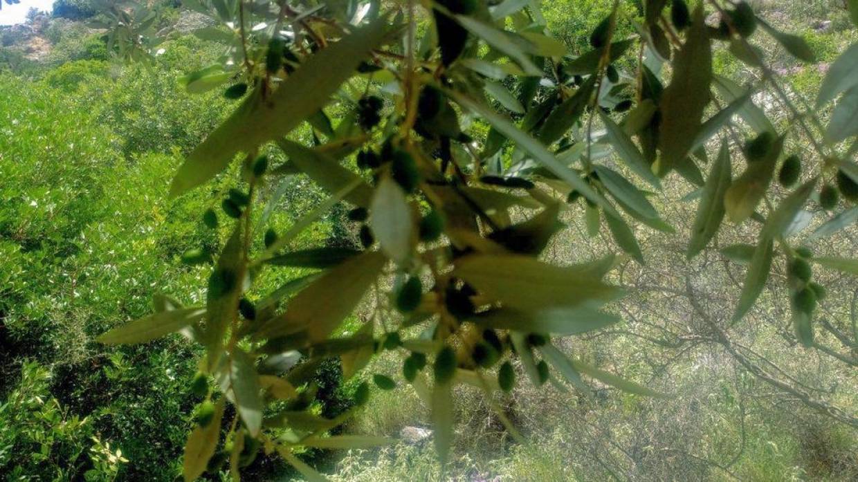Тунис предложил Пакистану помощь в выращивании оливковых плантаций Весь мир