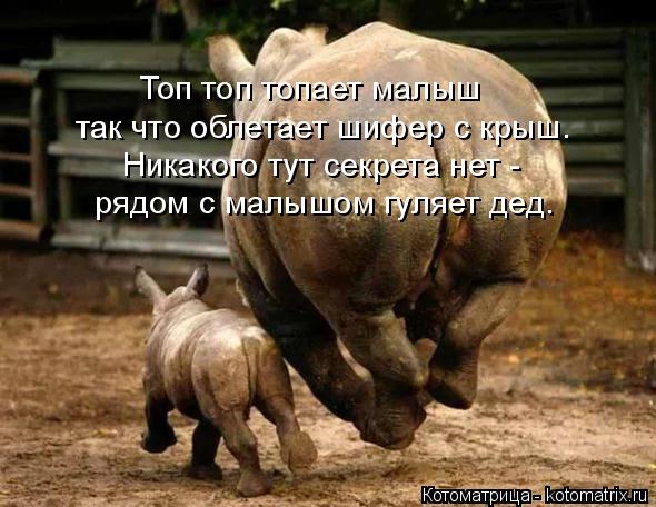 Котоматрица: так что облетает шифер с крыш. Топ топ топает малыш Никакого тут секрета нет - рядом с малышом гуляет дед.