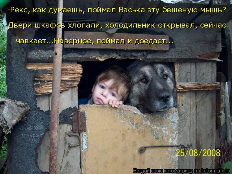 Котоматрица: -Рекс, как думаешь, поймал Васька эту бешеную мышь? -Двери шкафов хлопали, холодильник открывал, сейчас чавкает...Наверное, поймал и доедает...
