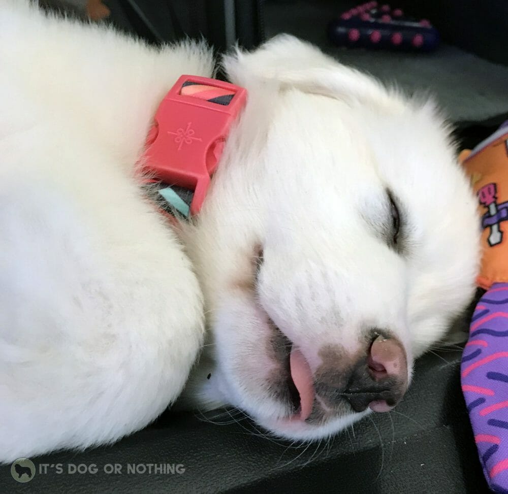 Great Pyrenees puppy blep