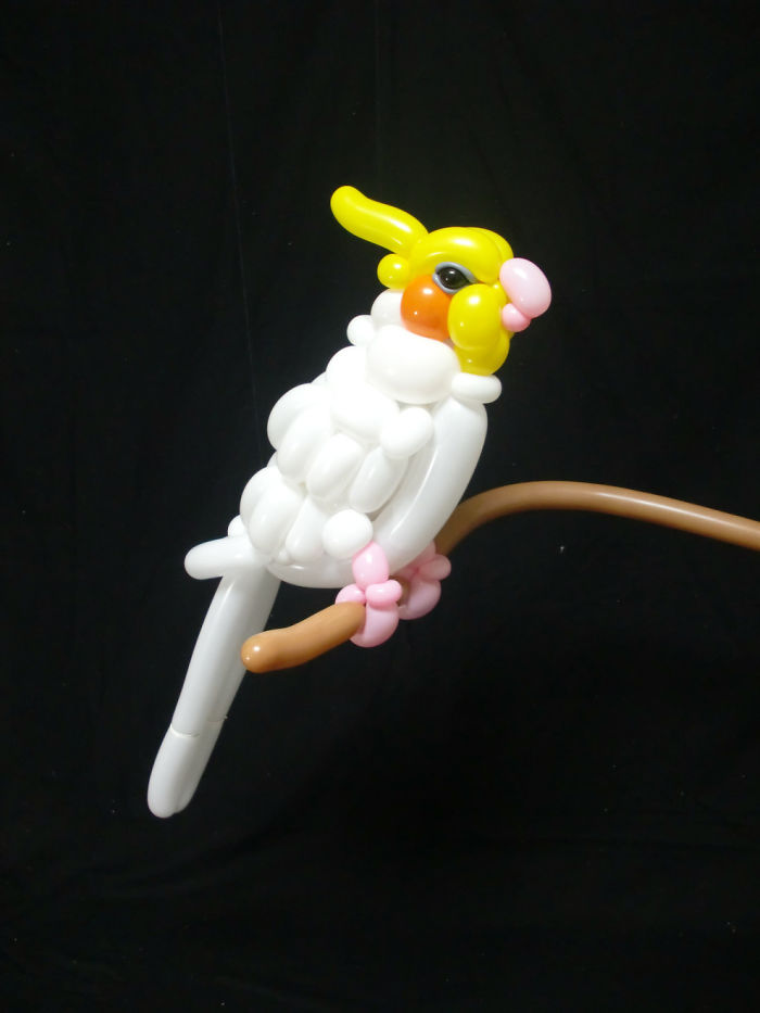 Cockatiel