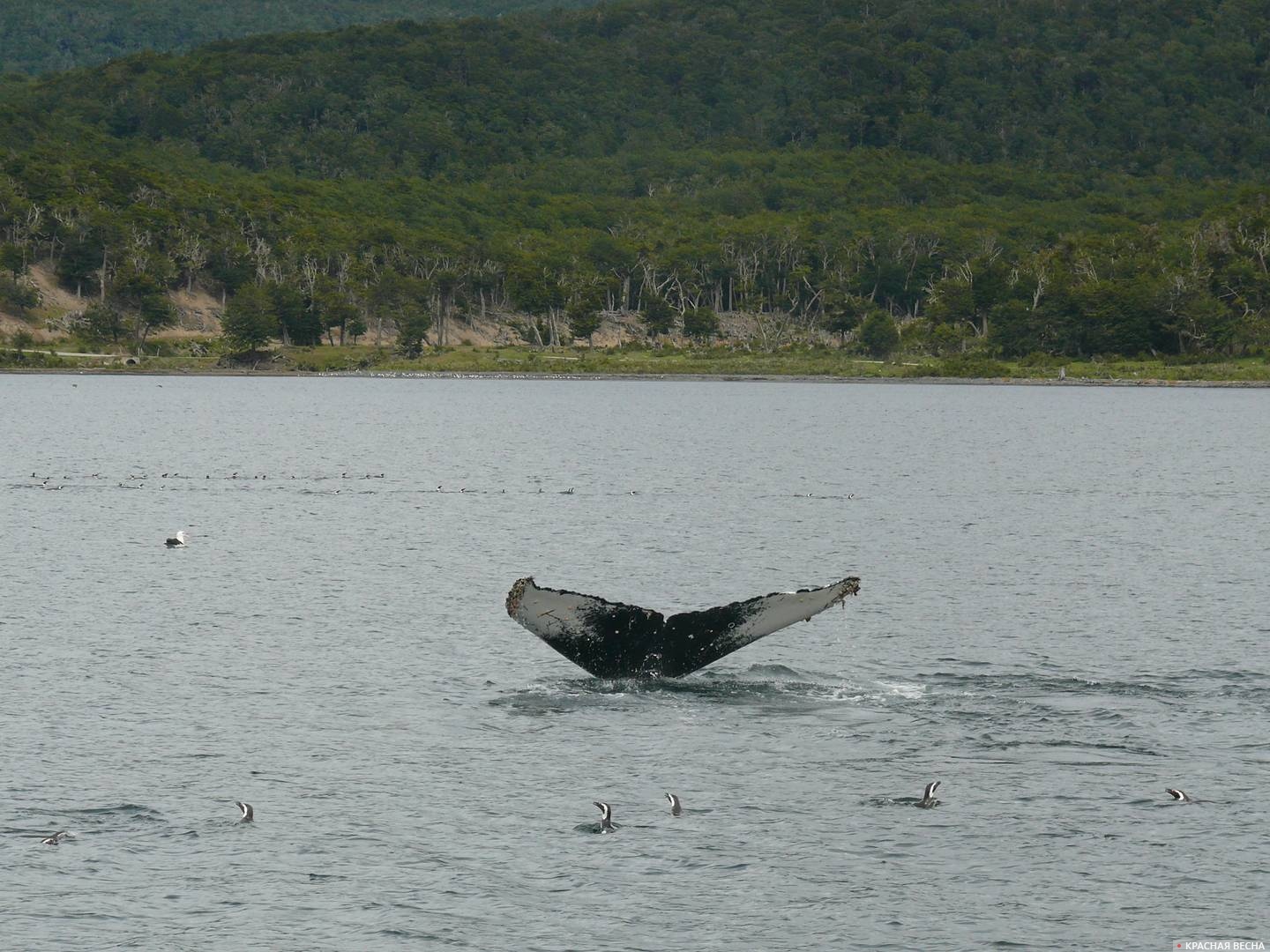 На территории Мурманской области появится Центр защиты китов