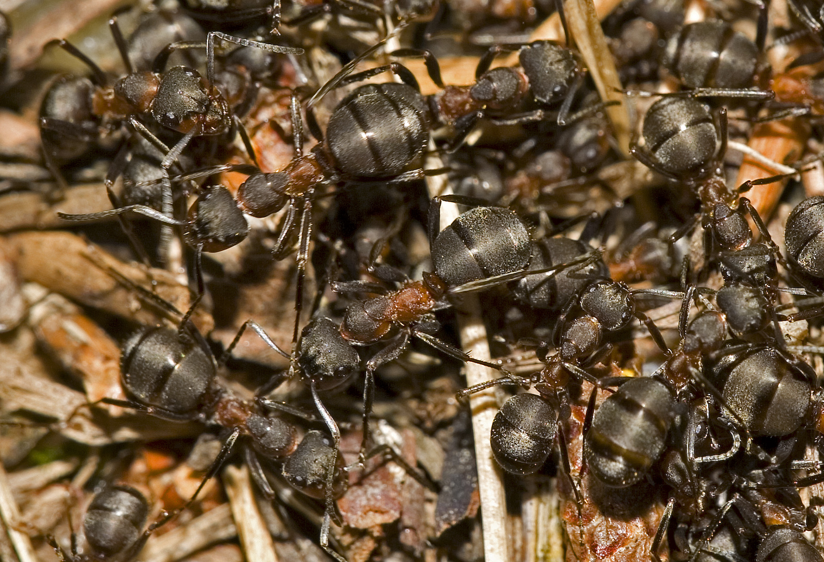 Сон много муравьев на кровати