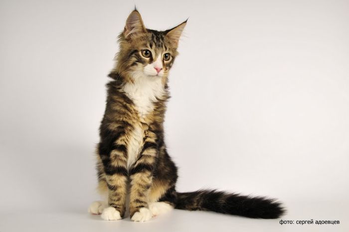 Кошачья фотосессия Кошачья фотосессия