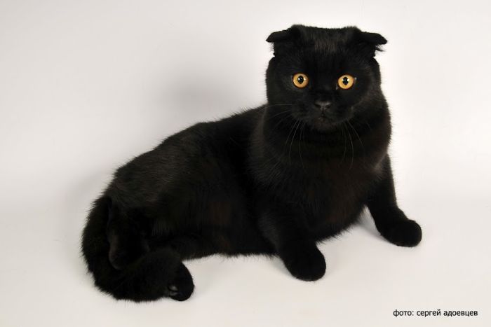 Кошачья фотосессия Кошачья фотосессия