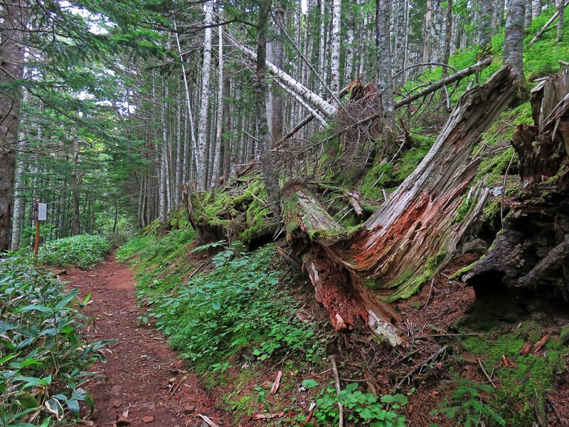 Кунашир: мыс Столбчатый Кунашир: мыс Столбчатый