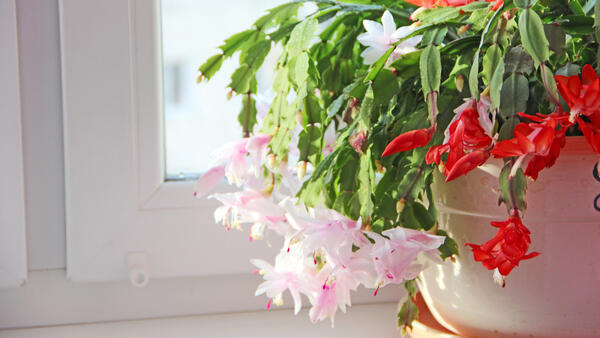 Декабрист будет пышно цвести всю зиму — секреты ухода от эксперта - свежие новости на Toplenta по теме В мире - новости