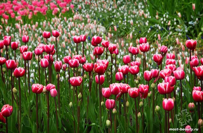 Тюльпаны - очень популярные цветы для сада и огорода. CC0