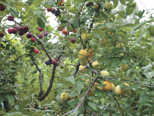 Трёхэтажные деревья - удивительные изобретения! 