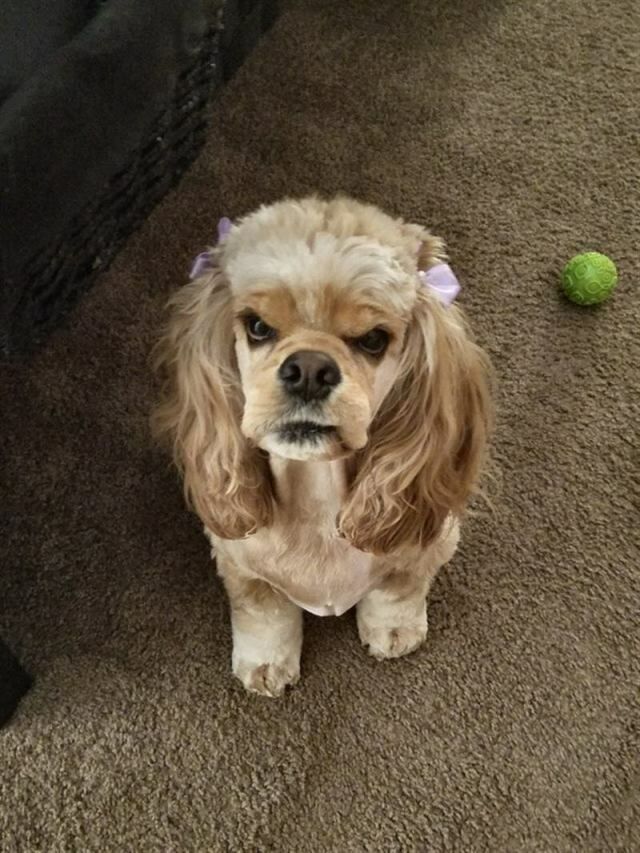 Домашние питомцы тоже бывают не в настроении животные