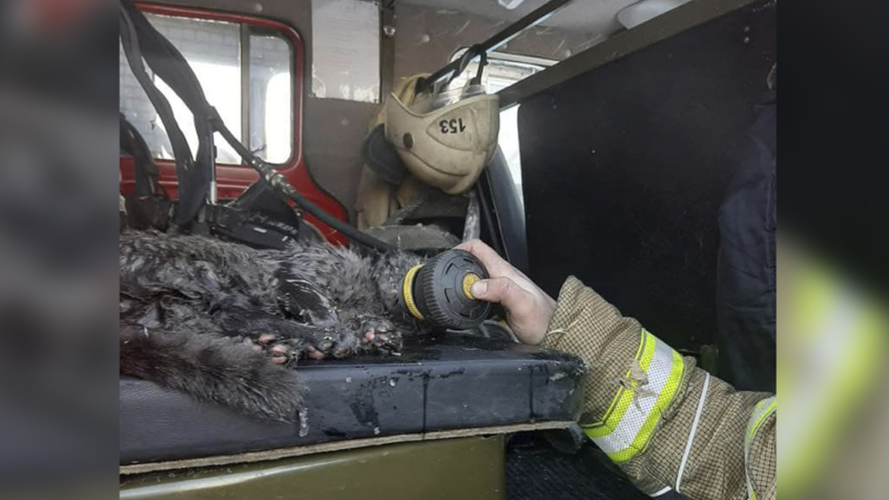 Черного кота в Татарстане сделали виновником пожара в жилом доме