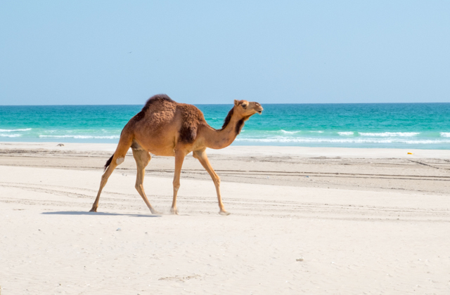 Девять секретов Омана Девять секретов Омана Путешествия,фото