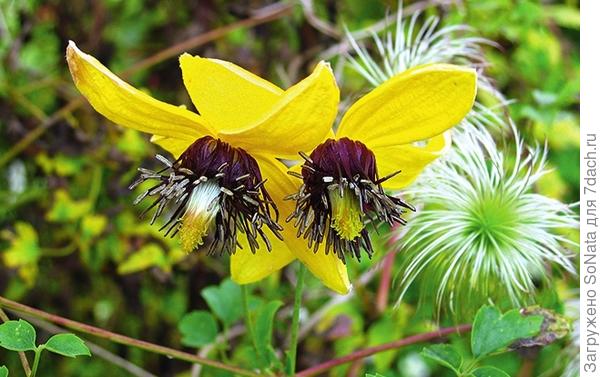 Клематис в вашем саду, или Да здравствует король! Клематис, Clematis, цветками, клематиса, клематис, viticella, texensis, тексенский, которые, плети, фиолетовый, почвы, крупноцветковый, мелкими, нужно, можно, именно, цветки, цельнолистный, представителей