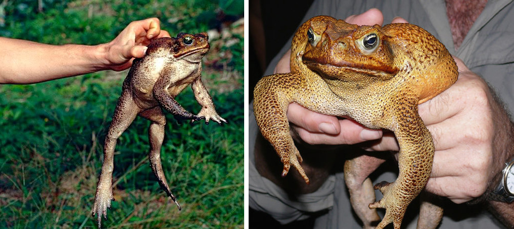 Каких животных завезли в австралию. Тростниковая жаба ага. Тростниковая жаба в Австралии. Жаба гигант. Камышовая жаба в Австралии.