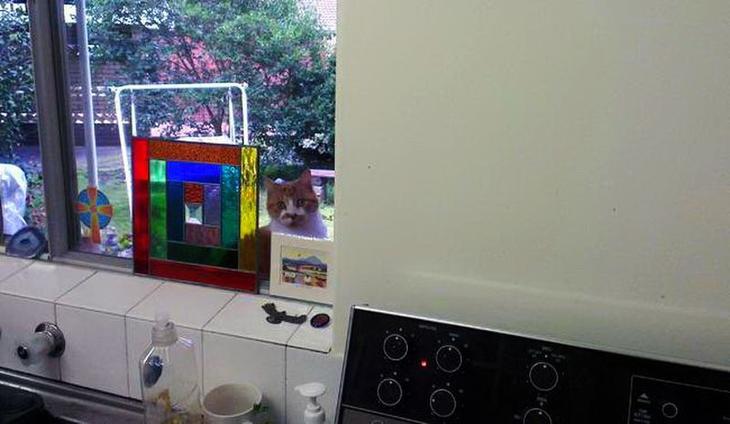 Коты, которые очень хотят попасть в дом 
