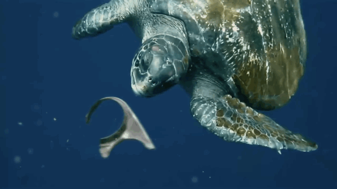 съедобная упаковка не опасна для морских животных 