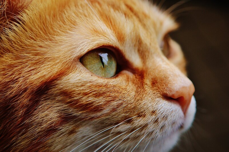 Мяу по‑русски: о чем говорят кошки домашние животные,кошки и коты,наука,общение