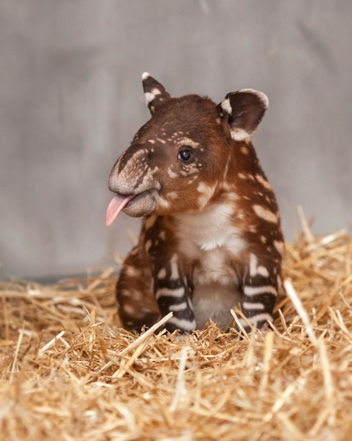 Cute Animal With It's Tongue Sticking Out