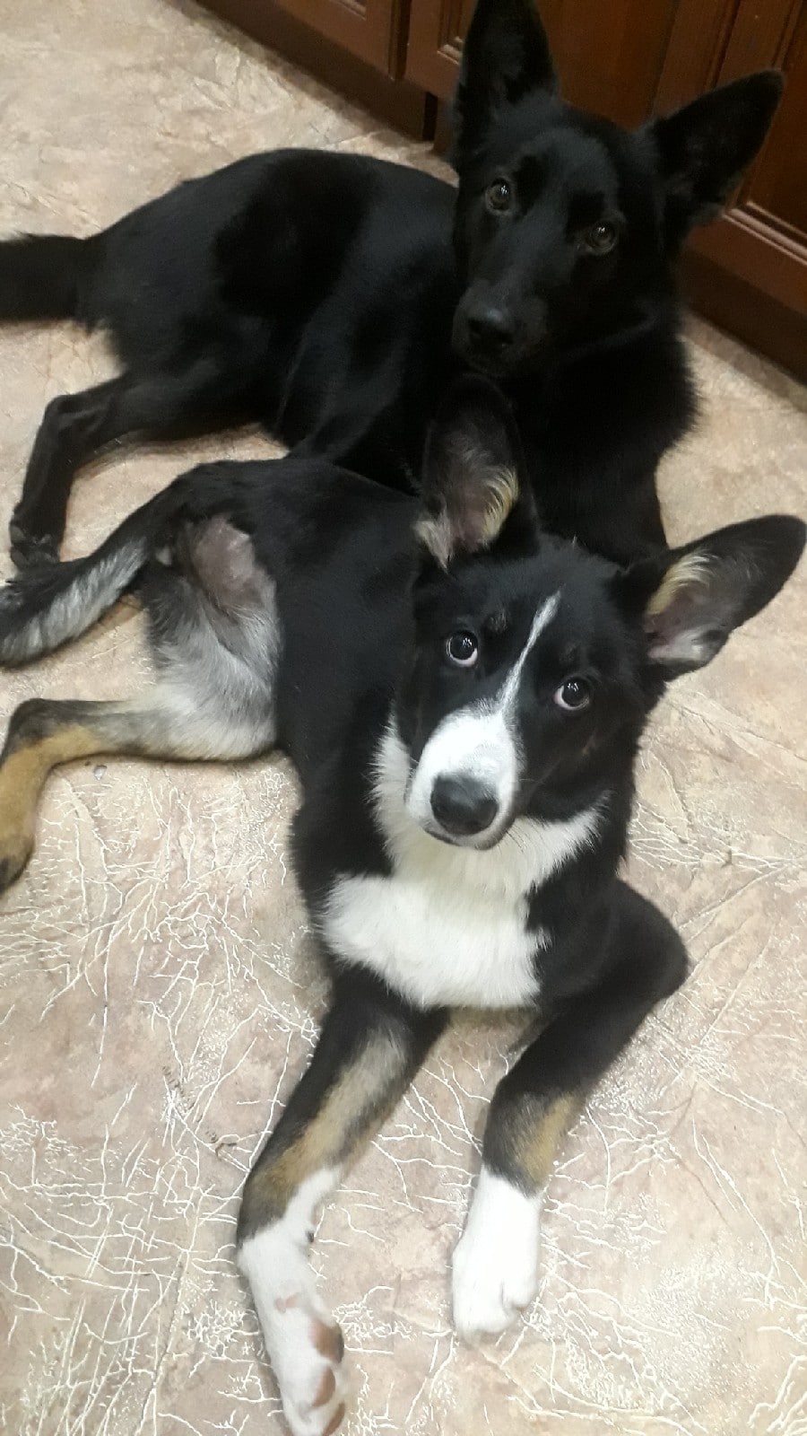 собаки в доме