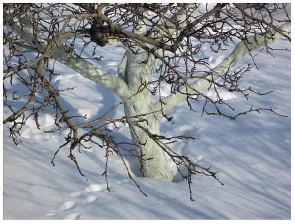 Побеленное дерево зимой, фото с сайта http://gardening3.ru, автор Александр
