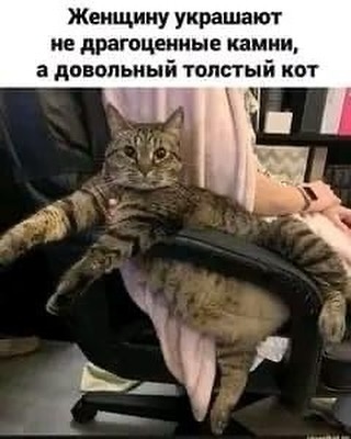 Немножко смешных зверушек... Надёргано , отовсюду