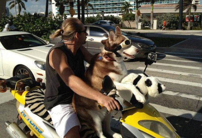 Улыбнуло Улыбнуло авто и мото,автоновости