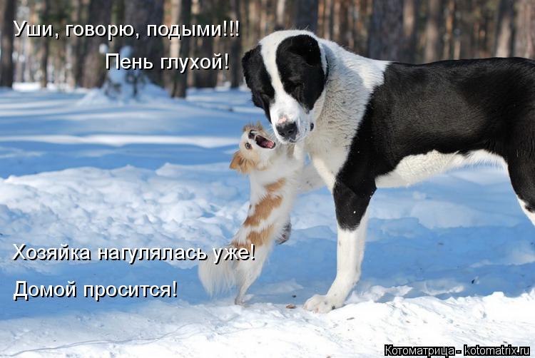 Котоматрица: Уши, говорю, подыми!!! Пень глухой! Домой просится! Хозяйка нагулялась уже!