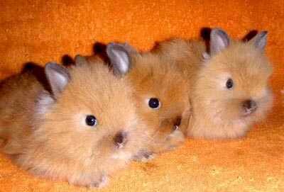 Выбираем декоративного кролика супер