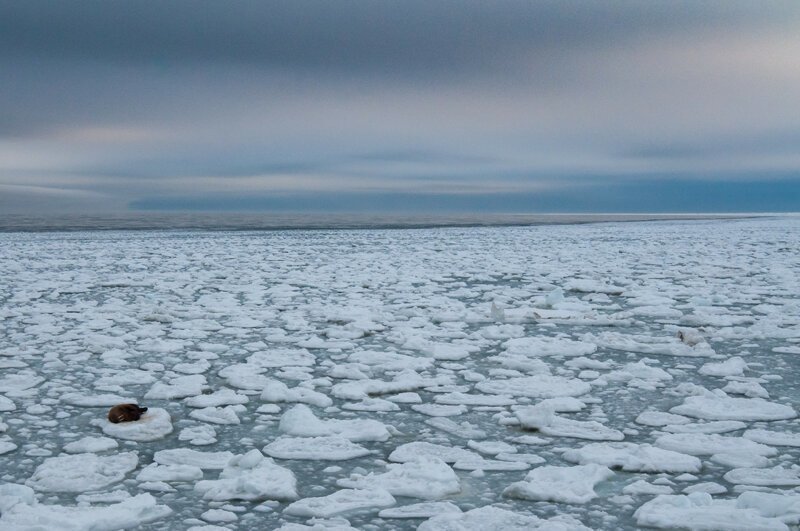 «Когда уходит лёд». Автор фото: Григорий Цидулко. природа, россия, фото