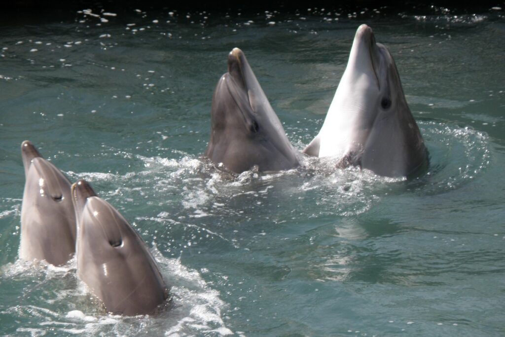 У берегов Петербурга в Финском заливе заметили дельфинов