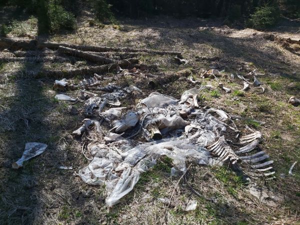 В Ивановской области обнаружили мешки с расчлененными останками