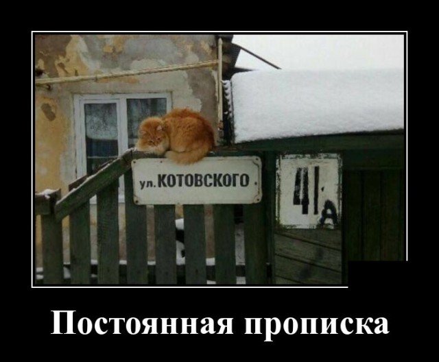 Демотиватор про кота