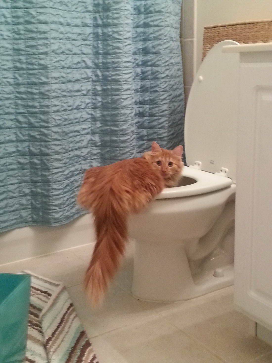 Забавные картинки для хорошего настроения Забавные картинки для хорошего настроения животные,жизнь,звери,земля,котики,коты,курьезы,мир,питомцы,планета,приколы,природа,смешное,собаки,факты,фауна,флора,щенки,юмор